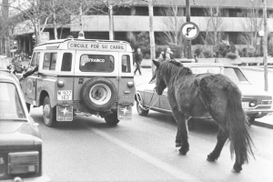 Eine schwarz-weiße Szene eines Pferdes, das die Straße neben einem Auto entlanggeht, mit anderen Fahrzeugen, Fußgängern, Bäumen, Polen, Schildern, Pflanzen und Gebäuden im Hintergrund.