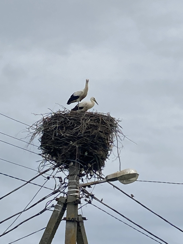 Zwei Weißstörche auf einem Nest auf einer Stromleitung sitzend, mit einer Straßenlaterne, die sie beleuchtet und Drähte, die an der Leitung entlanglaufen.