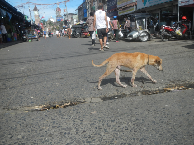Ein Hund geht eine Straße entlang vor einer Menschenmenge, einige tragen Mützen, mit Fahrzeugen, Gebäuden, Strommasten und einem Uhrturm im Hintergrund bei einem bewölkten Himmel.