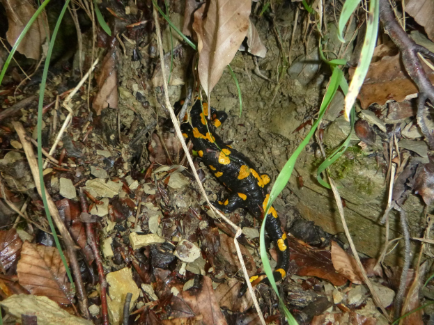 Europ├Ąischer Feuersalamander auf dem Waldboden umgeben von trockenen Bl├Ąttern, Zweigen und Pflanzen.