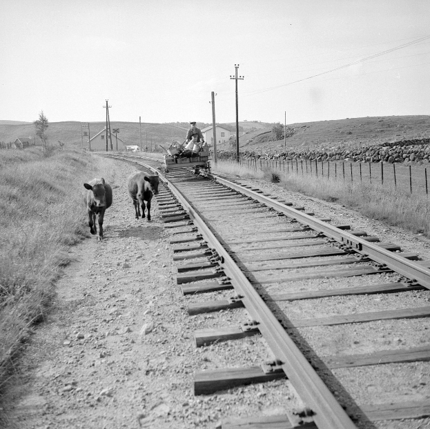 Schwarz-weiß-Foto von zwei Kühen, die auf den Eisenbahnschienen laufen, mit einer Person, die auf einem Fahrzeug in der Vordergrund sitzt, Gras und einem Zaun auf beiden Seiten der Schienen und Häusern, Bäumen, Polen und Himmel im Hintergrund.