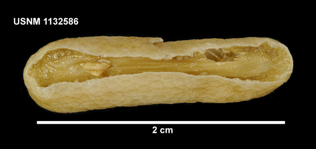 Ein Nahaufnahme einer einzelnen Erdnuss in der Mitte des Bildes, mit Text oben und unten, alles vor einem schwarzen Hintergrund.