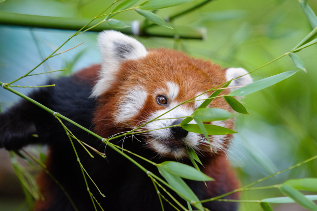 Ein Rotes Panda, das Bambus isst, in einem Zoo umgeben von grünen Blättern mit einem unscharfen Hintergrund.